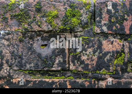 Moos alte dunkle Backsteinhintergründe Textur Tapete, abstrakte Grunge Makrodetails, organische Struktur Stockfoto