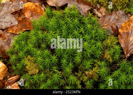 Gemeines Haircap Moos: Polytrichum commune. Cornwall, Großbritannien Stockfoto