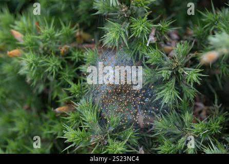 Gartenspinne: Araneus diadematus. Spinnenablagerungen nach Störung. Cornwall, UK Sequenz 2 von 2 Stockfoto