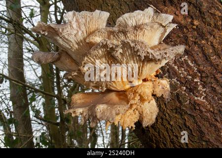 Der alte Austernpilz, der bereits verrottet, wächst auf dem Stamm eines toten Baumes Stockfoto