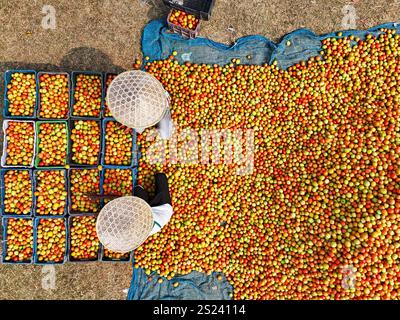 Tomatenernte in Bangladesch die Arbeiter sind umgeben von Haufen leuchtender roter Tomaten, die die Produkte sorgfältig sortieren und für den Vertrieb verpackten. Bauern aus den umliegenden Dörfern kommen mit frisch geernteten Tomaten an, die gewaschen und auf dem geschäftigen Wintergroßmarkt zum Verkauf angeboten werden. Saftige rote Tomaten Reifen unter der Sonne von Bangladesch, während die Arbeiter die besten Früchte zum Verkauf aussuchen. Anschließend werden die Tomaten landesweit transportiert und oft zu Ketchup und Tomatenpaste verarbeitet. Die Arbeiter verpacken die Früchte sorgfältig in Kisten, obwohl jede 25 kg schwere Charge nur für etwa 10 USD verkauft wird, was saisonalen p Stockfoto