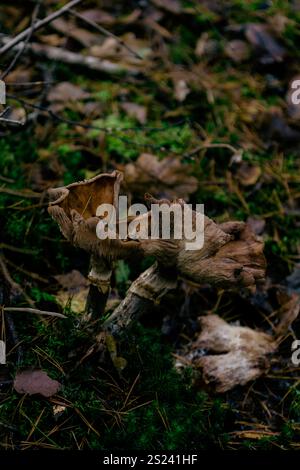Verdorbener Pilz auf moosbewachsenem Boden im Herbstwald Stockfoto