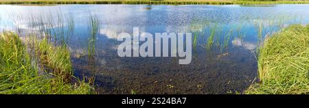 Sommerpanorama mit Blick auf den rauschigen See mit Wolkenspiegeln. Sieben Aufnahmen zusammengesetztes Bild. Stockfoto