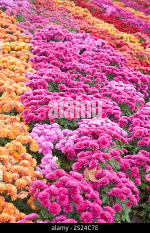 Im Herbst bunt Chrysantheme Blume schlecht (gestreiften Hintergrund) Stockfoto