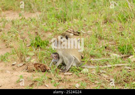 Vervet Monkey (wissenschaftlicher Name: Cercopthecus aethiops oder Tumbiili in Swaheli), in Tarangire, Nationalpark, Tansania Stockfoto