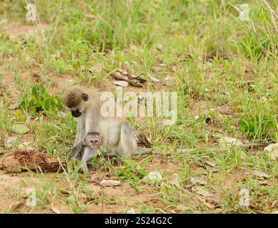 Vervet Monkey (wissenschaftlicher Name: Cercopthecus aethiops oder Tumbiili in Swaheli), in Tarangire, Nationalpark, Tansania Stockfoto