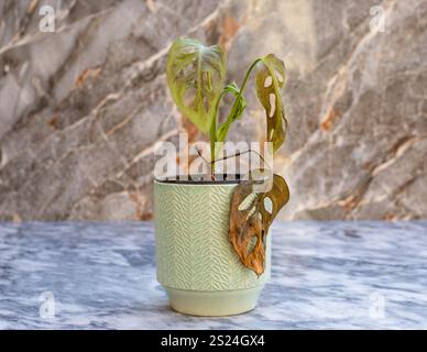Die Blätter der Monstera adansonii-Pflanze trocknen im Winter. Vernachlässigte Pflanzen oder unsachgemäßes Pflegekonzept. Stockfoto