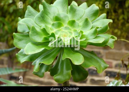 Große Single Green Aeonium Undulatum (Untertassenpflanze) Sukkulent angebaut in den Borders RHS Garden Harlow Carr, Harrogate, Yorkshire, England, Vereinigtes Königreich Stockfoto