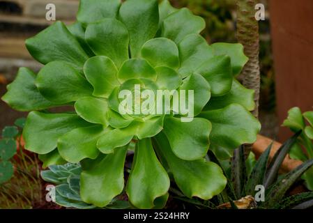 Große Single Green Aeonium Undulatum (Untertassenpflanze) Sukkulent angebaut in den Borders RHS Garden Harlow Carr, Harrogate, Yorkshire, England, Vereinigtes Königreich Stockfoto