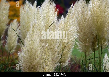Tall Cortaderia Selloana (Pampas Grass), angebaut im Borders RHS Garden Harlow Carr, Harrogate, Yorkshire, England, Vereinigtes Königreich Stockfoto