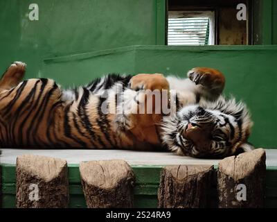 Prag, Tschechische republik - 28. Dezember 2024: Tiger liegt auf dem Rücken und genießt einen verspielten Moment in seinem Gehege im prager Zoo, tschechische republik Stockfoto