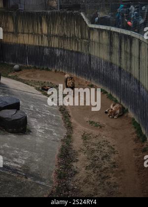 Prag, Tschechische republik - 28. Dezember 2024: Zwei Löwen, einer ruht und einer zu Fuß, werden in ihrem Gehege im prager Zoo in tschechien gesehen Stockfoto