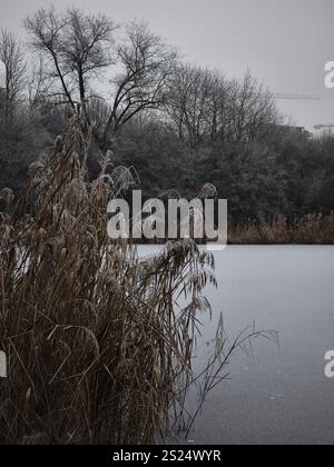 Ruhige Winterszene mit einem gefrorenen Seeteich mit trockenem Schilf im Vordergrund und frostigen Bäumen im Hintergrund im prager Naturpark tschechien Stockfoto