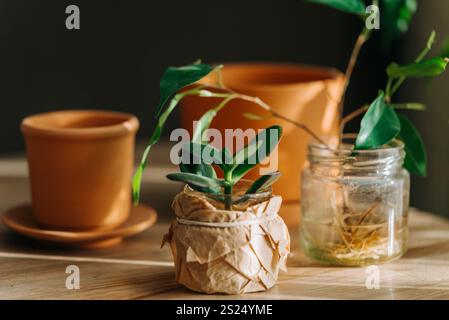 Kleine Zimmerpflanzen wachsen in recycelten Glasgläsern und Terrakotta-Töpfen auf einem Holztisch und zeigen einen nachhaltigen und umweltfreundlichen Ansatz für die Gartenarbeit Stockfoto