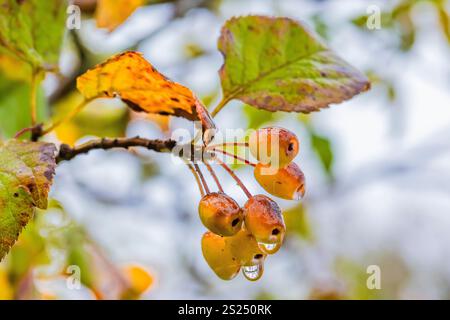 Oregon Crabapple, Malus fusca, mit Beeren im Cape Desappointment State Park, Washington State, USA Stockfoto
