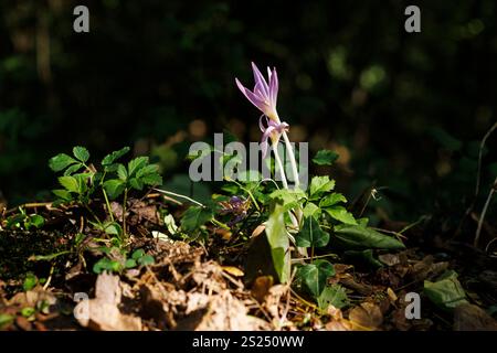 Nahaufnahme von Herbstkrokus oder Colchicum Herbstblumen Stockfoto