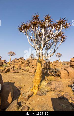 In der seltsamen, von Felsbrocken übersäten Landschaft des Giants Playground in Keetmanshoop, Namibia, wachsen Köcher Stockfoto