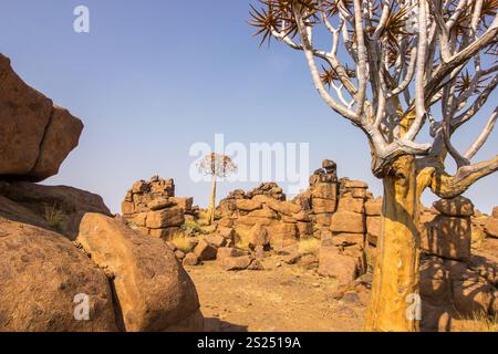 In der seltsamen, von Felsbrocken übersäten Landschaft des Giants Playground in Keetmanshoop, Namibia, wachsen Köcher Stockfoto