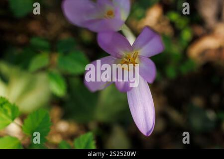 Nahaufnahme von Herbstkrokus oder Colchicum Herbstblumen Stockfoto