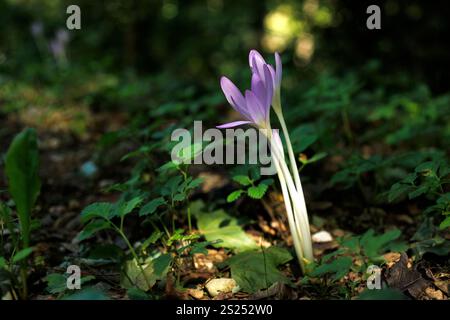 Nahaufnahme von Herbstkrokus oder Colchicum Herbstblumen Stockfoto