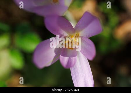 Nahaufnahme von Herbstkrokus oder Colchicum Herbstblumen Stockfoto