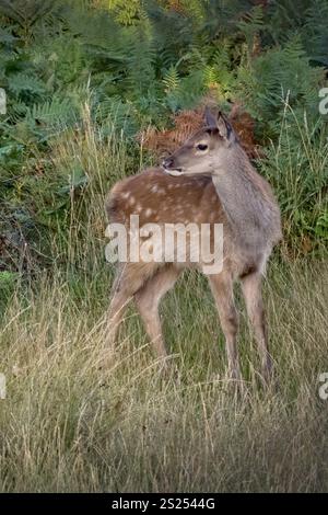 Junger europäischer Damhirsch, der sich mit Interesse umsieht Stockfoto