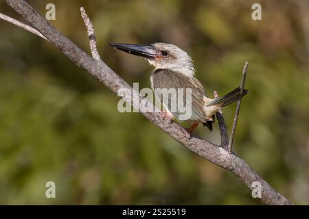 Eisvogel, Flussmündung des Pantai Rondor, Nördliche Sulawesi, Indonesien, September 2023 Stockfoto