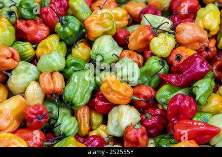 Ein Vollformatfoto von farbigen Chilis auf einem Marktstand Stockfoto