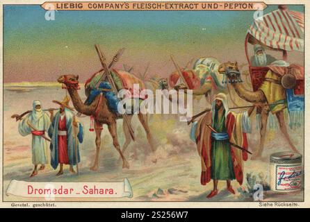 Bilderserie Tiere der Länder, Dromedar aus der Sahara, Liebigbild, digital restaurierte Wiedergabe eines Sammlerbildes aus der Zeit um 1900, gemeinfreie, genaues Datum unbekannt, Karawane und Nomaden in der Sahara, Kamele unterwegs in der Wüste, Bilderserie Tiere der Länder, Dromedar aus der Sahara, digital restaurierte Reproduktion eines Sammelbildes von CA 1900, gemeinfrei, genaues Datum unbekannt, Karawane und Nomaden in der Wüste, Karawane und Nomaden in der Sahara, unterwegs Stockfoto