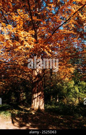 Lebhaftes orangefarbenes Laub eines majestätischen Metasequoia glyptostroboides (Dawn Redwood), beleuchtet von Sonnenlicht, vor einer üppig grünen Waldkulisse Stockfoto