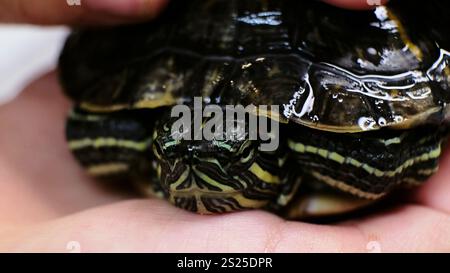 Lose-up-Schuss einer Schildkröte in menschlichen Händen, die ihre detaillierte Schale und ihre komplizierten Gesichtsmarkierungen hervorhebt. Das Bild erfasst die Verbindung zwischen Stockfoto