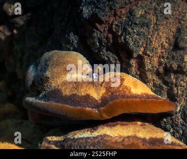 Pilzpilz auf Baumstamm mit einem Tropfen Wasser Stockfoto