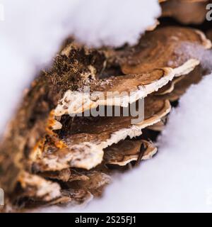 Schelfpilz, der auf der Unterseite eines schneebedeckten, verfaulten Baumstamms wächst Stockfoto