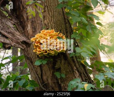 Große Waldpilze, die auf Baumstämmen wachsen Stockfoto