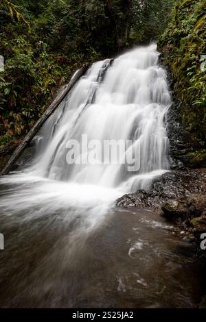 WA28075-00...WASHINGTON - Dickerson Creek stürzt die Dickerson Falls hinunter. Stockfoto