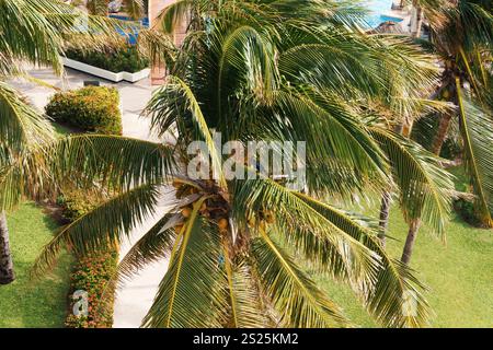 Üppige und lebhafte tropische Palmen stehen hoch in einer wunderschönen Landschaft des Resorts Stockfoto