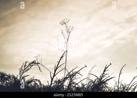 Dunkle Kontrast-Silhouetten von Pflanzen, Gräsern, Blumen vor einem bewölkten braunen Himmel. Abstrakte Naturlandschaft. Wildnis. Wilde Natur. Fenchelpflanze Stockfoto