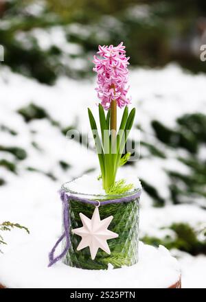 Schöne floristische Anordnung mit rosa Hyazinthblume in einer Glasvase mit Dekorstern im Garten mit Schnee bedeckt. Blumenstillleben. Stockfoto