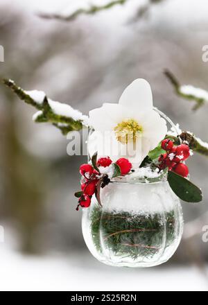 Wunderschöner kleiner Strauß von helleborus niger Blumen und roten östlichen Teebriesen in einer Vase, die am Zweig im Wintergarten hängt. Stockfoto