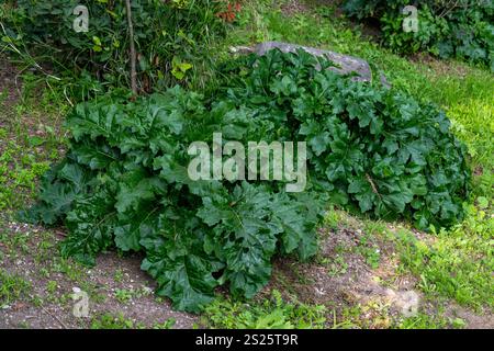 Acanthus mollis auf dem Palatin im Archäologischen Park Kolosseum in Rom, Italien. Die Blätter der Akanthuspflanze wurden häufig auf die geschnitzt Stockfoto