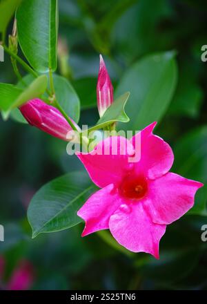 Wunderschöne rosa Mandevilla Sanderi oder Rock Trompete Blumen und Knospen im Garten (Dipladenia sanderi). Selektiver Fokus. Stockfoto