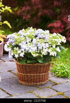 Schöne weiße lila Lacecap Hortensie Blüten im Garten im Frühsommer in Rattankorb. Flair und Aromen „Blue Sprinkles“ Stockfoto