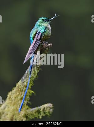 Langschwanzsylph (Aglaiocercus kingii) mit gebrochenem Schnabel, Mindo-Nebelwald, Ecuador, Südamerika Stockfoto