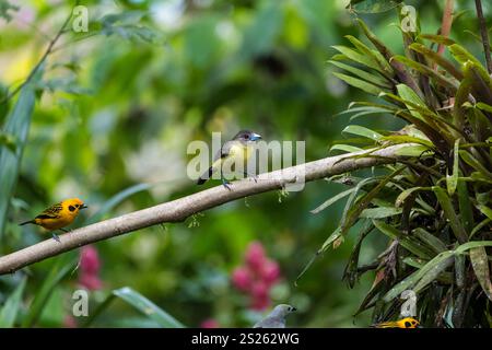 Tanager: Goldener Tanager (Tangara arthus), Mindo Nebelwald, Ecuador, Südamerika Stockfoto