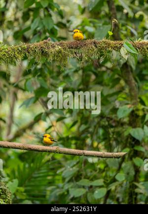 Goldene Tanagern (Tangara arthus) auf Ästen, Mindo Nebelwald, Ecuador, Südamerika Stockfoto