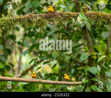 Goldene Tanagern (Tangara arthus) auf Ästen, Mindo Nebelwald, Ecuador, Südamerika Stockfoto