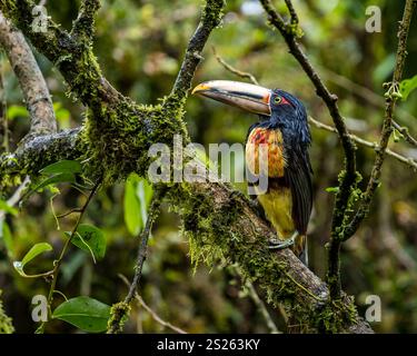 Ein Aracari mit Kragen ( Pteroglossus torquatus), Mindo-Nebelwald, Ecuador, Südamerika Stockfoto