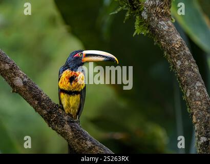 Ein Aracari mit Kragen ( Pteroglossus torquatus), Mindo-Nebelwald, Ecuador, Südamerika Stockfoto