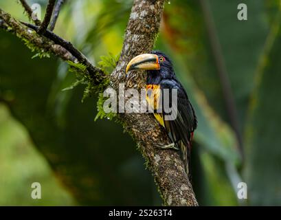 Ein Aracari mit Kragen ( Pteroglossus torquatus), Mindo-Nebelwald, Ecuador, Südamerika Stockfoto