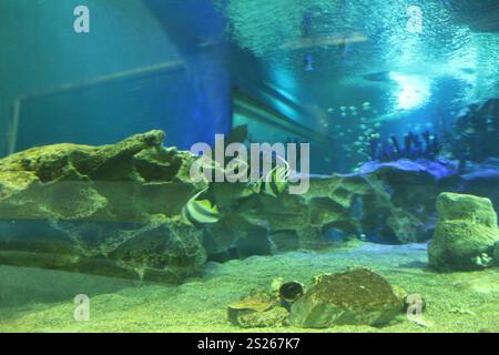Heniochus acuminatus-Fische im Aquarium-Seitenblick. Fischhaltung. Stockfoto